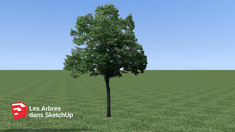 Tutoriel vidéo Les arbres dans SketchUp