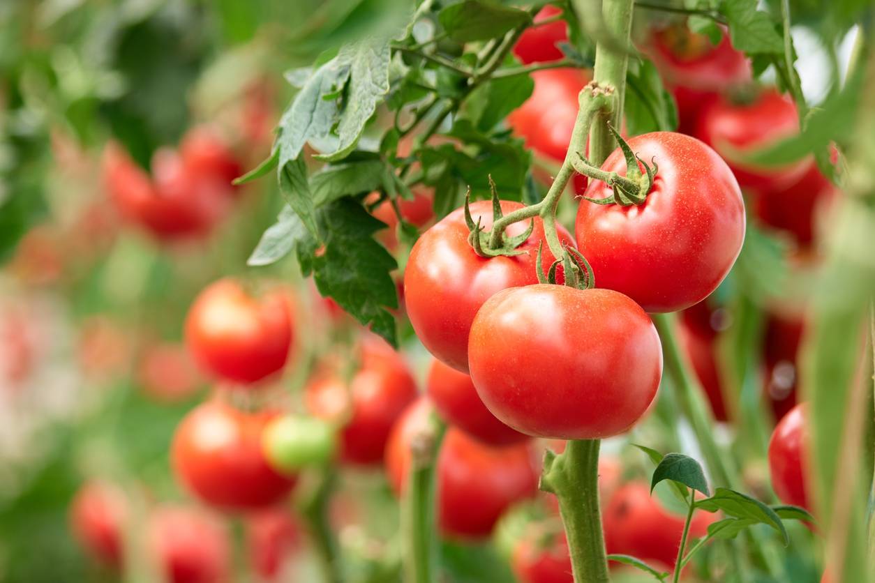 culture de tomates sous serre